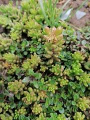 Sedum album