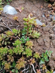 Sedum album