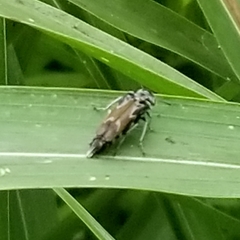 Glipa hilaris