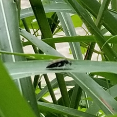 Glipa hilaris