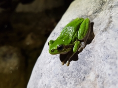 Hyla sarda