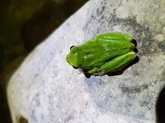 Hyla sarda