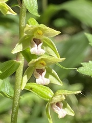 Epipactis dunensis