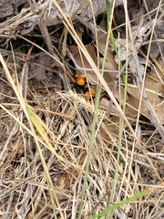 Dasymutilla occidentalis