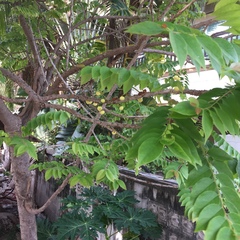 Phyllanthus acidus