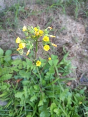 Youngia japonica