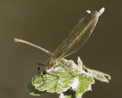 Calopteryx splendens