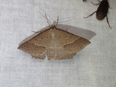 Epidesmia hypenaria