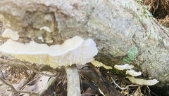 Irpiciporus