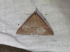 Epidesmia hypenaria