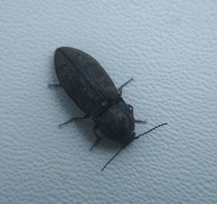 Prosternon tessellatum