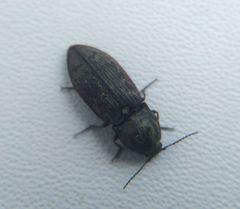 Prosternon tessellatum