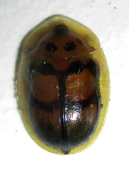 Aspidimorpha areata