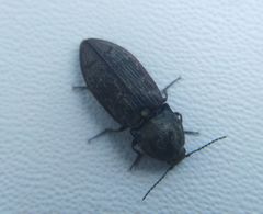 Prosternon tessellatum