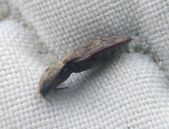 Prosternon tessellatum