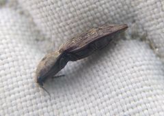 Prosternon tessellatum