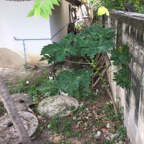 Carica papaya