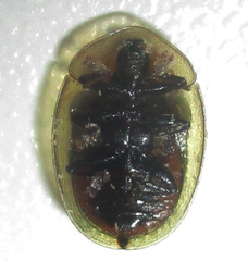 Aspidimorpha areata