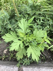 Artemisia vulgaris