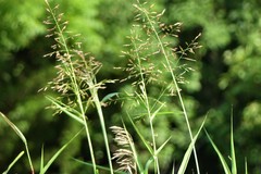 Sorghum halepense