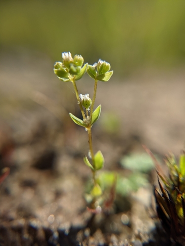 Allseed