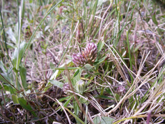 Trifolium bocconei