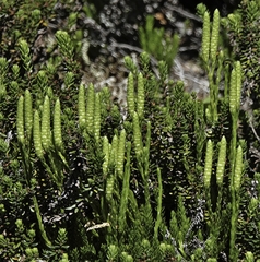 Diphasiastrum sitchense