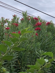 Nerium oleander