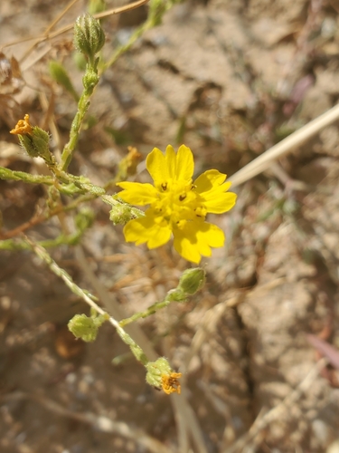 Image of Deinandra pentactis by (c) Trevor Harding, some rights reserved (CC BY)