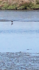 Recurvirostra americana