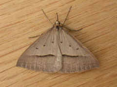 Epidesmia hypenaria