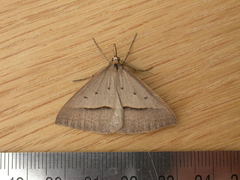Epidesmia hypenaria
