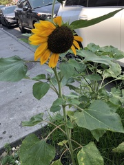 Helianthus