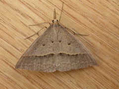 Epidesmia hypenaria