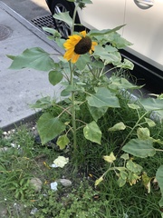 Helianthus