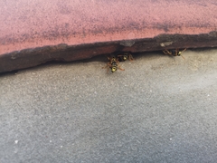 Polistes