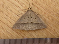 Epidesmia hypenaria