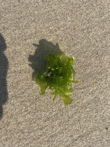 photo of Broadleaf Sea Lettuce (Ulva lactuca)