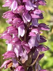 Dactylorhiza × mixta
