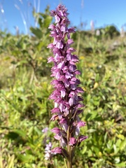 Dactylorhiza × mixta
