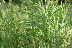 Sorghum halepense