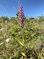 Dactylorhiza × mixta