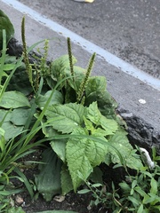 Plantago major