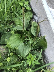 Plantago major