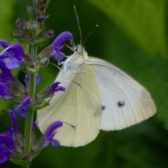 Pieris rapae