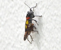 Fibrenus gibbicollis