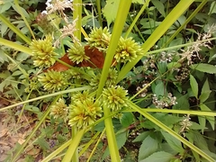 Cyperus eragrostis image