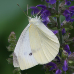 Pieris rapae