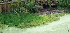 Gallinula galeata