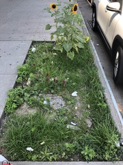Plantago major